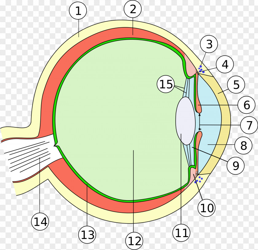 Eye Human Anatomy Ophthalmology Body PNG