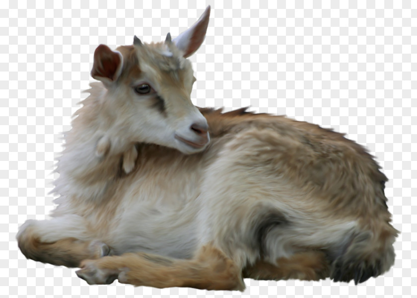 Goat Sheep Clip Art PNG