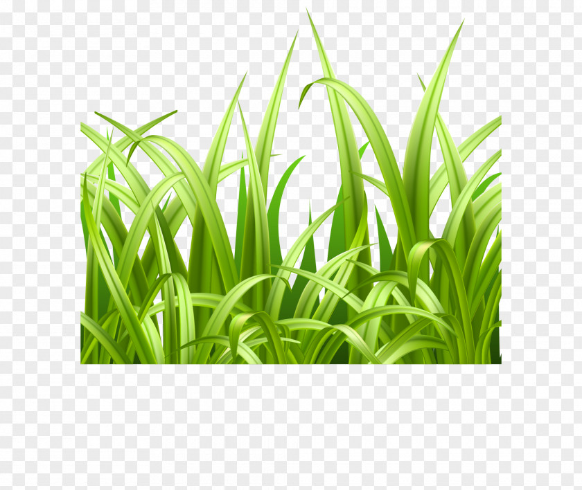 Green, Fresh Grass Adobe Illustrator PNG