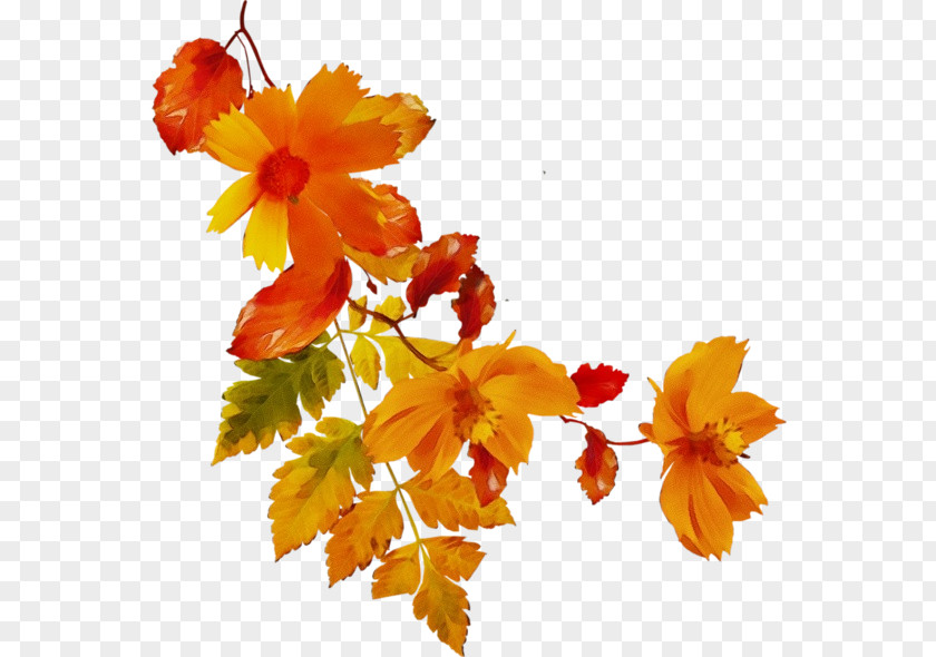 Maple Leaf Watercolor Flower Background PNG