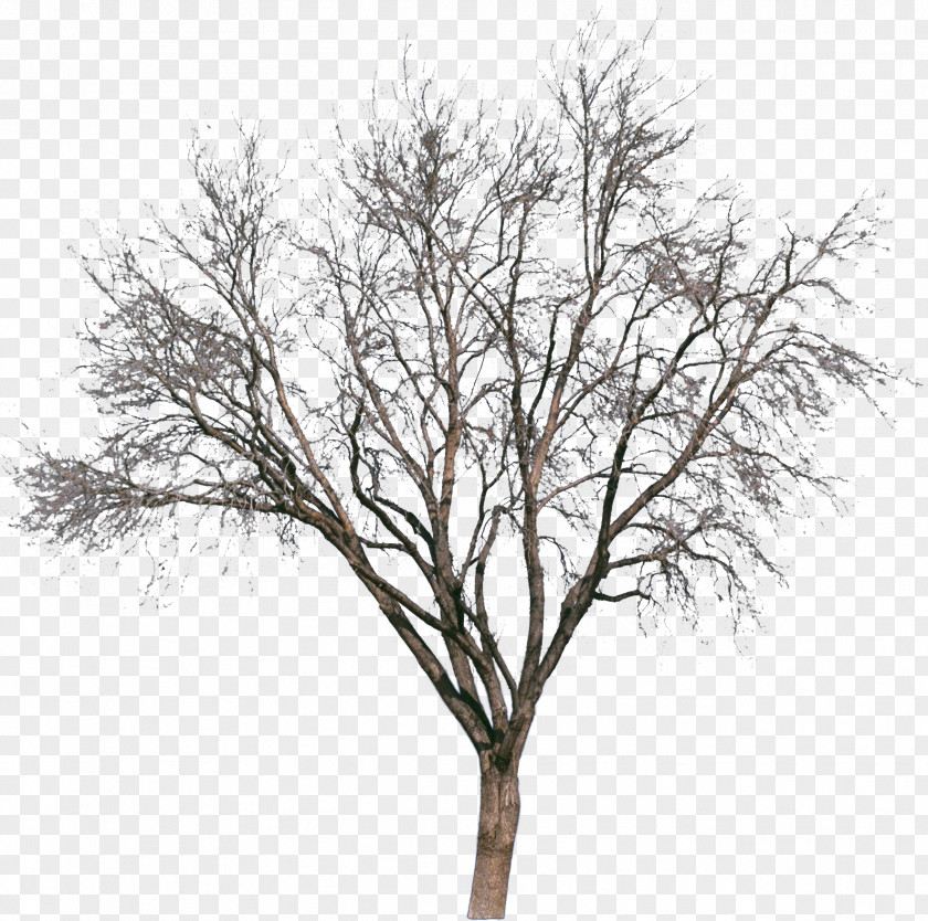 Snow Tree Drawing Painting Silhouette PNG