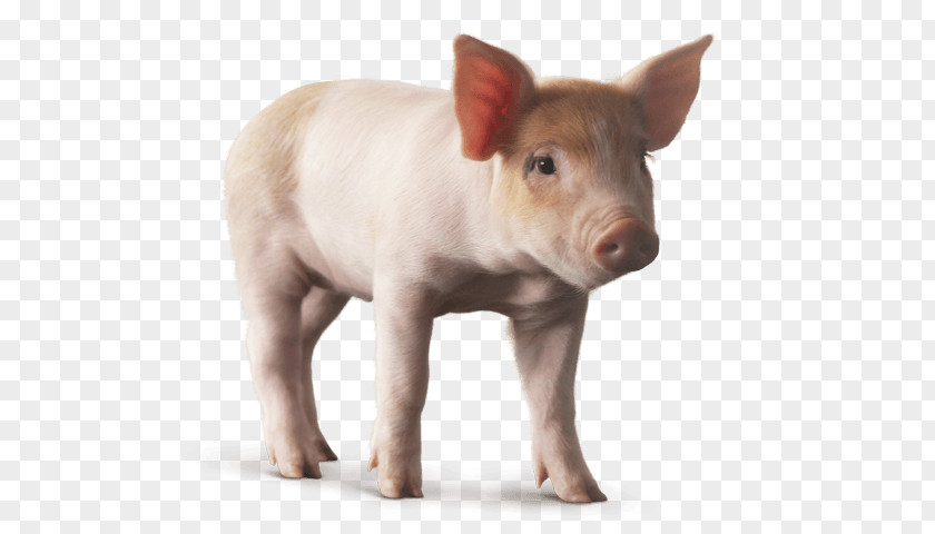 Stages Of Fetal Development Goat Domestic Pig Image Desktop Wallpaper Clip Art Animal PNG