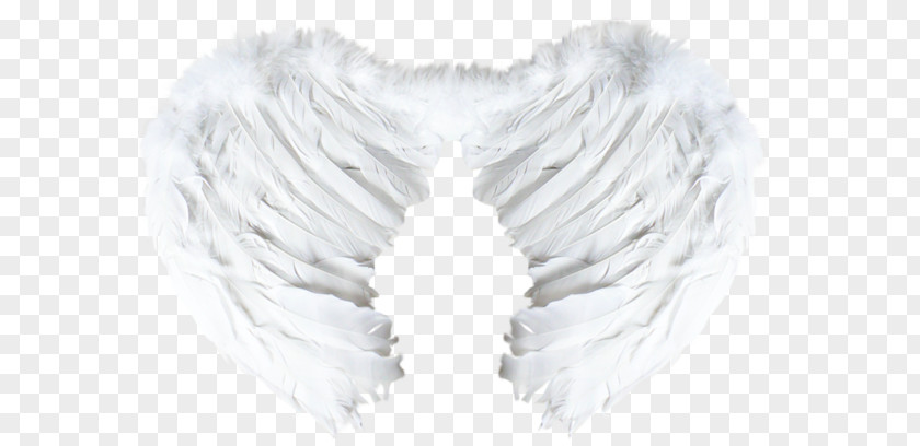 Wing Blogger Feather PNG