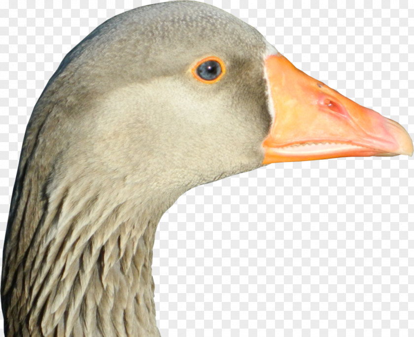 Bird's Nest Cut-off Goose Duck Feather Beak Close-up PNG