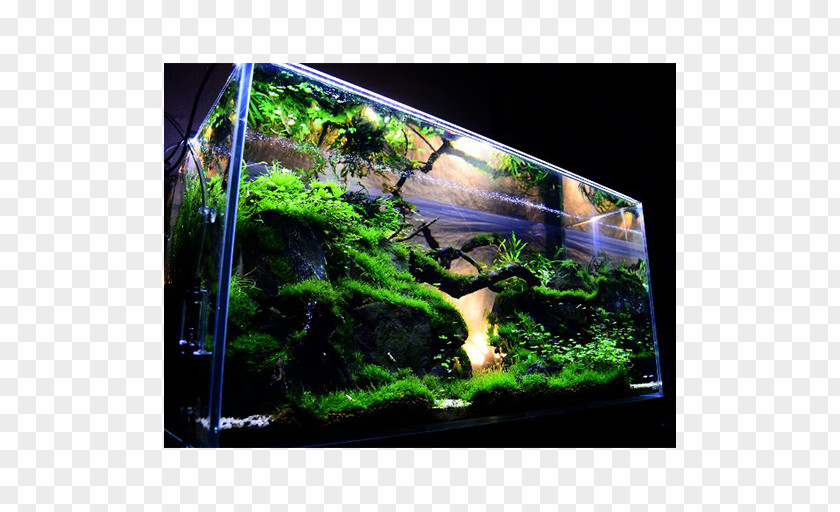 Design Aquascaping Reef Aquarium Aquatic Plants PNG