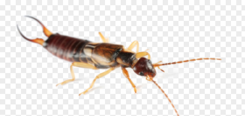 Earwig Brown-banded Cockroach Insect Spider House Centipede PNG