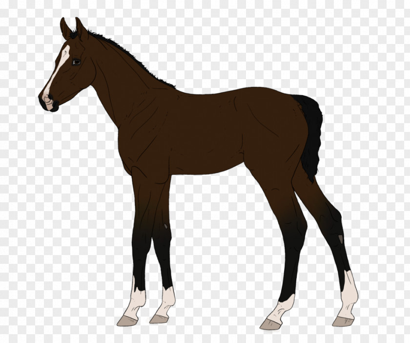 Fjord Horse & Pony Breeds Equestrian PNG
