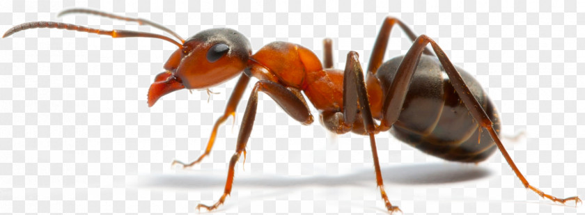 Insect Pest Control Pharaoh Ant Carpenter PNG