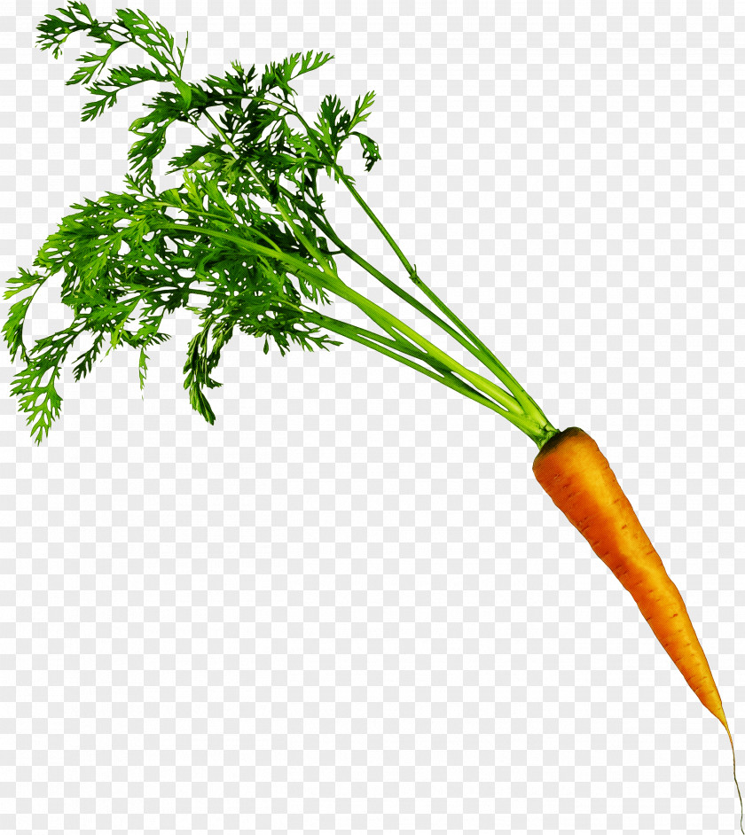 Parsley Family Plant Stem Carrot Cake Vegetable Food Transparency PNG