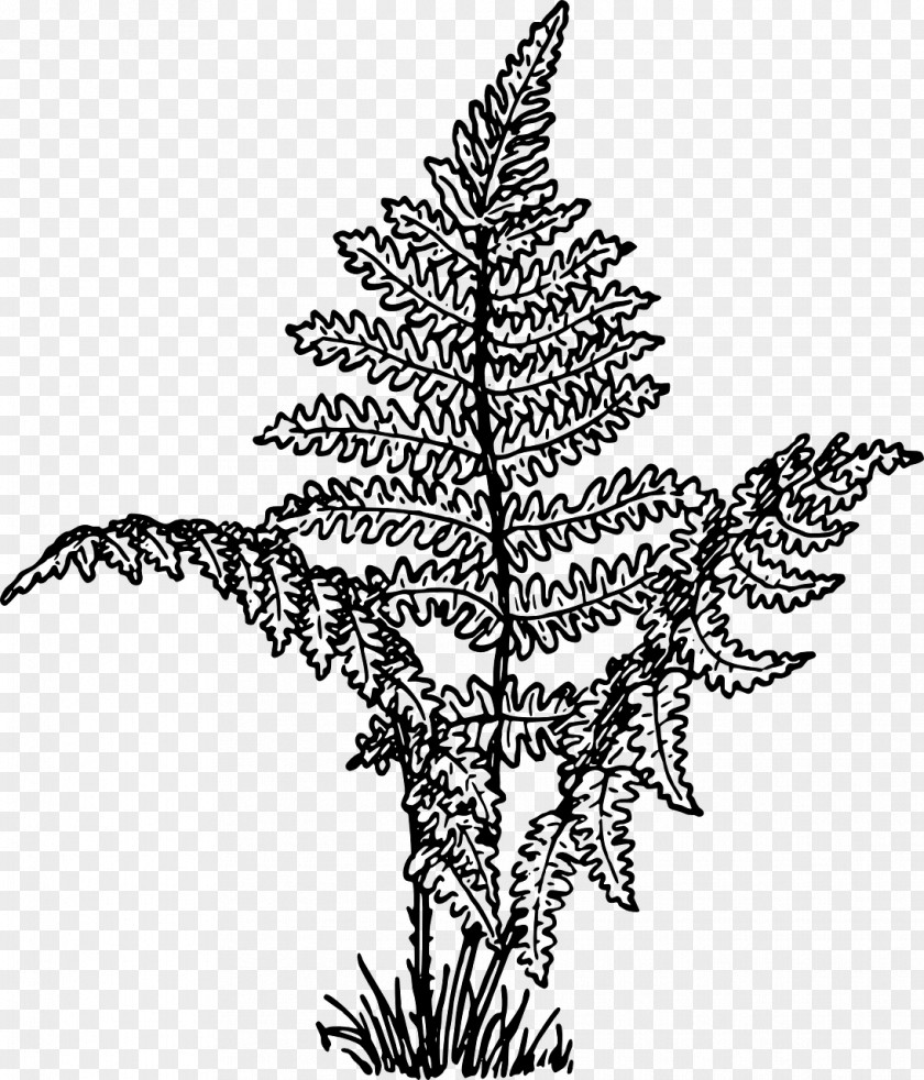 Plant Lady Fern Drawing Frond PNG