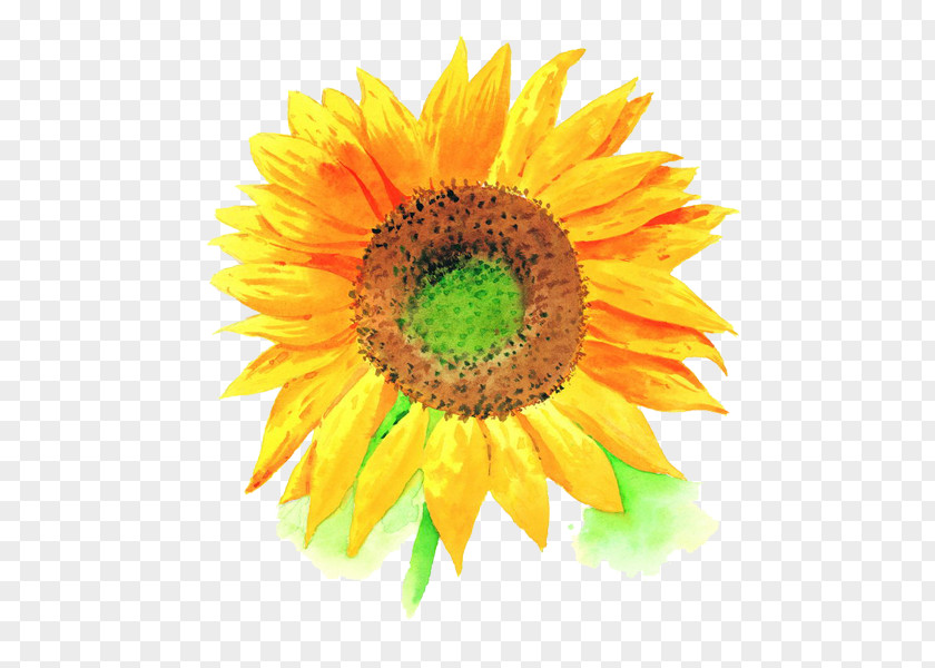 Sunflower Free Disk Pull Material Stock Photography Royalty-free High-definition Television Clip Art PNG