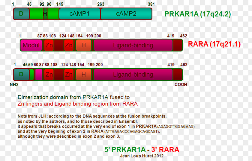 Adrenocortical Carcinoma PRKAR1A Protein Kinase A PRKAR1B Exon PNG