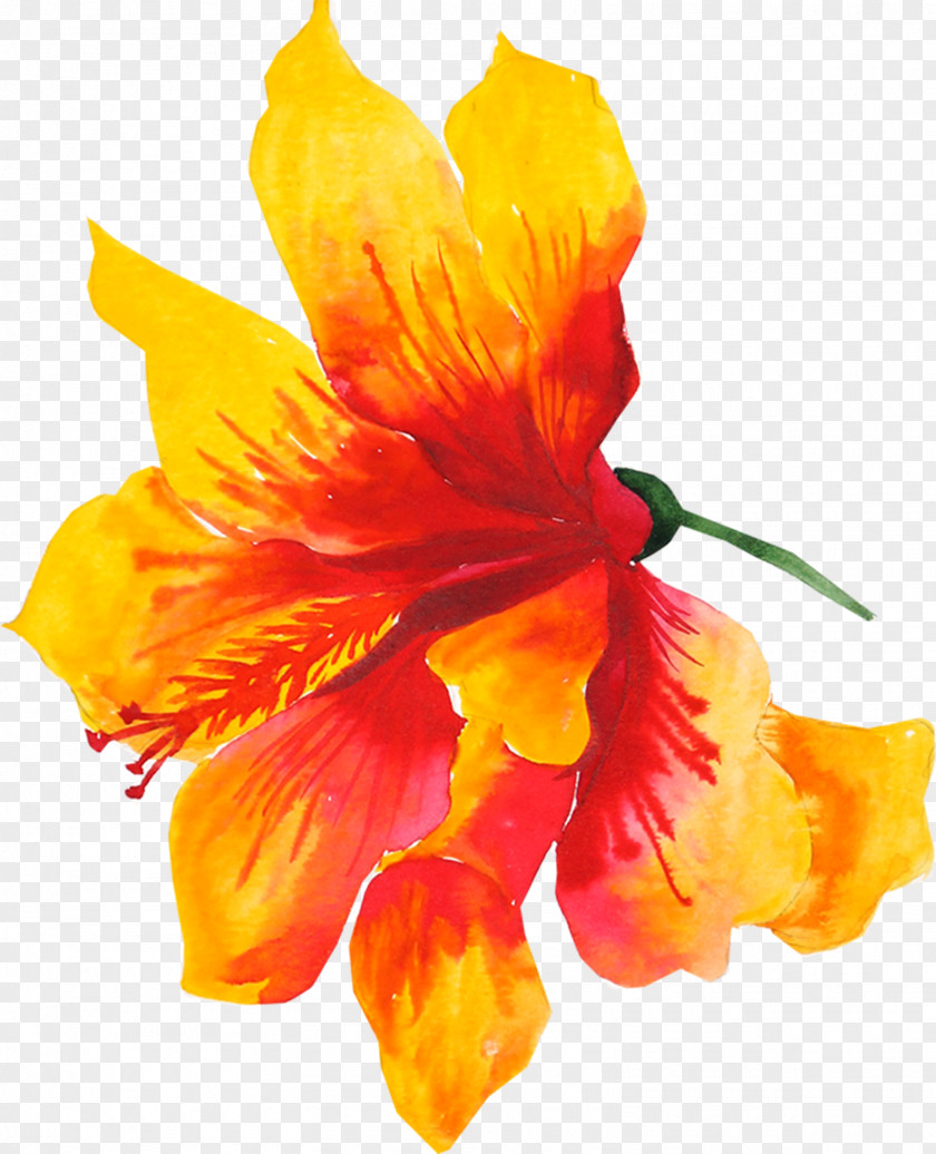Aloha Flower Yellow Watercolor Painting Drawing PNG