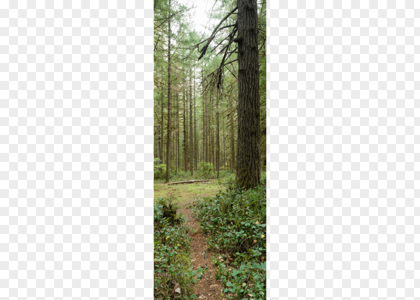 Amazon Forest Tree Trail Park Stock Photography PNG