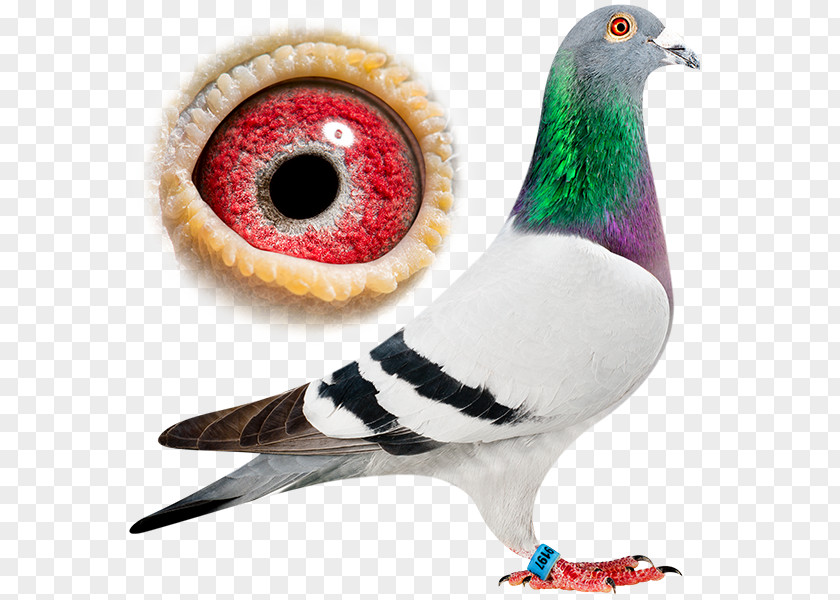 Bird Racing Homer Columbidae Rock Dove Homing Pigeon PNG