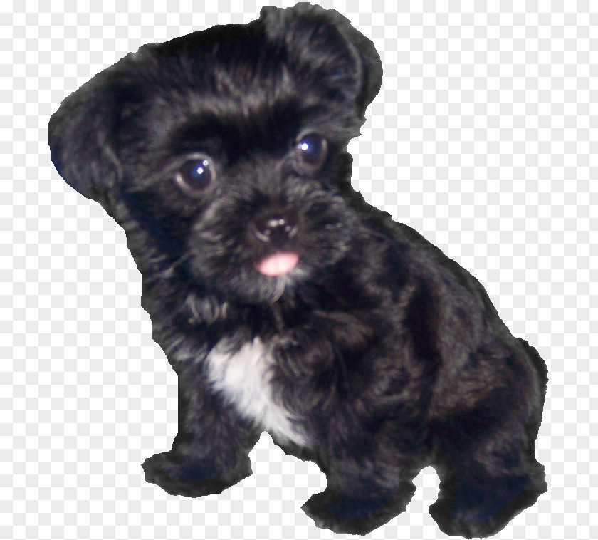 Cute Dog Morkie Shih Tzu Bolonka Affenpinscher Miniature Schnauzer PNG