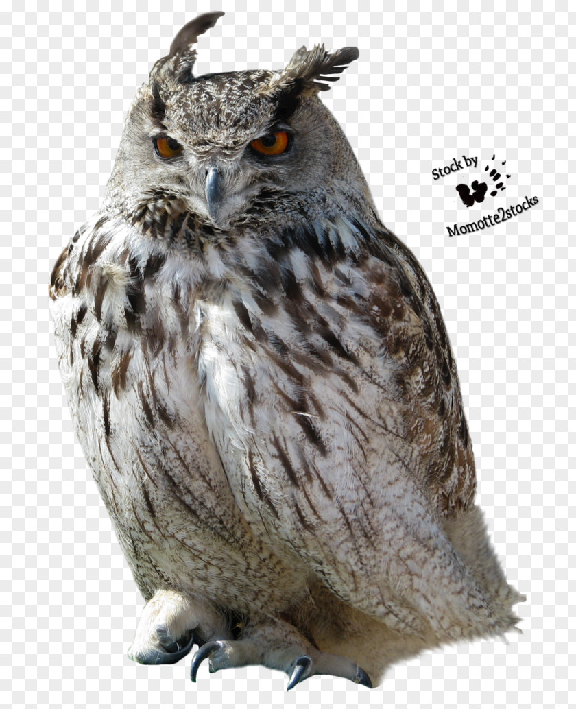 Owl Transparent Clip Art PNG