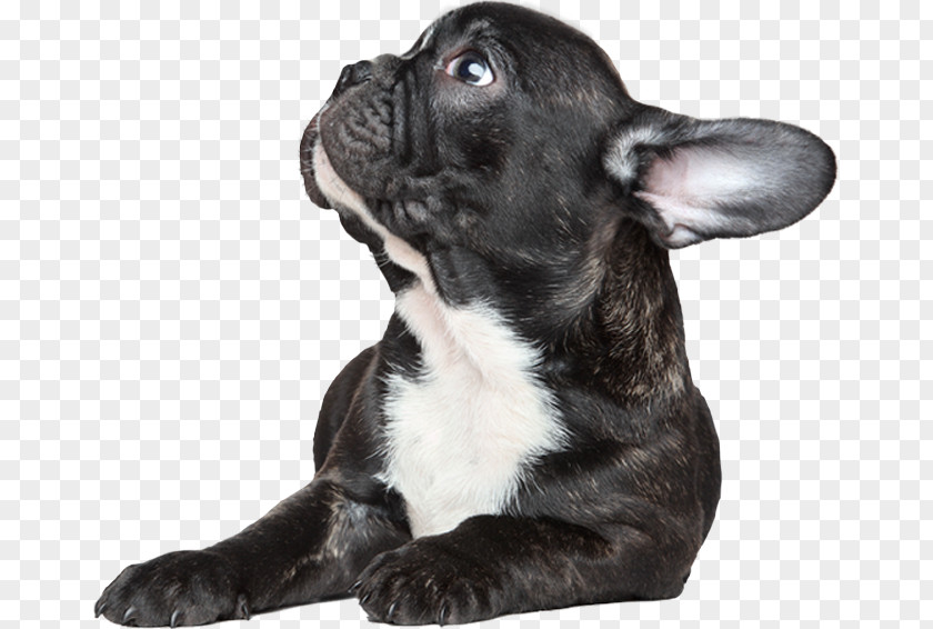 Puppy French Bulldog Toy Dog Breed Companion PNG