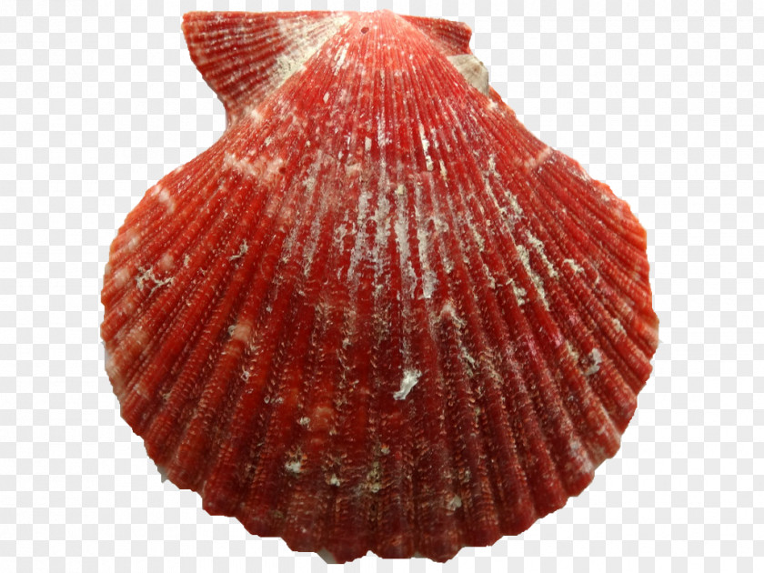 Seashell Cockle Clam Conchology Pectinidae PNG