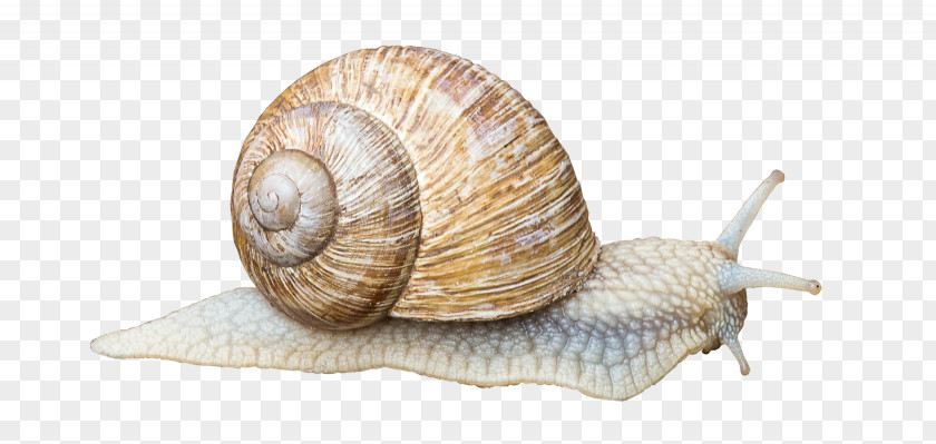 Snails Gastropods Land Snail Gastropod Shell Animal PNG
