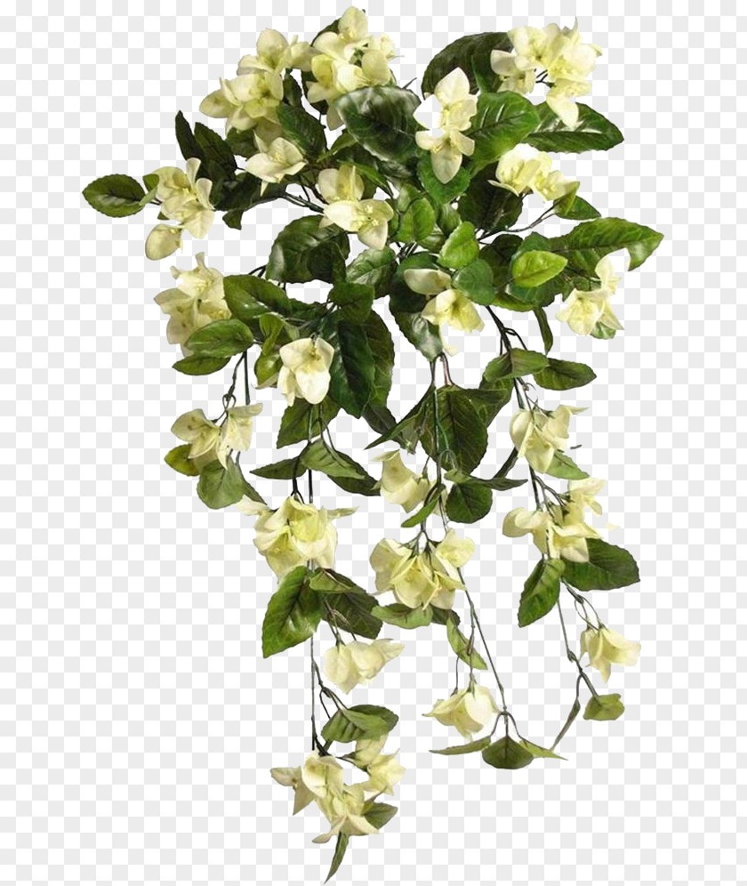 Cut Flowers Plant Stem Flowering PNG