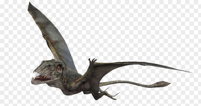 Dinosaur Dimorphodon Velociraptor Darwinopterus Pterosaurs PNG