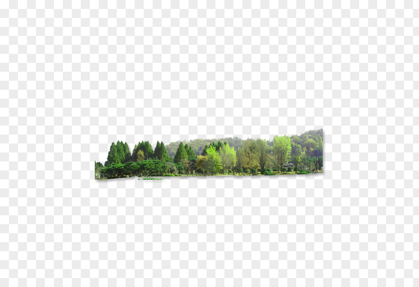 Forest Landscape Download PNG