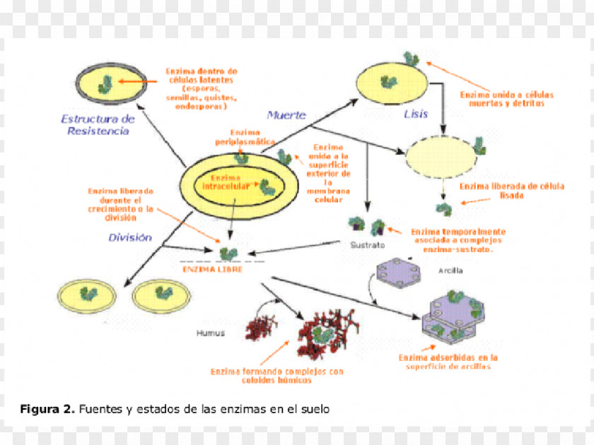 Ground Enzyme Soil Protein Organism Metabolic Pathway PNG