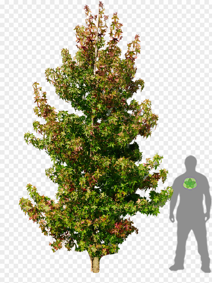 Natural American Sweetgum Liquidambar Formosana Tree Woody Plant PNG