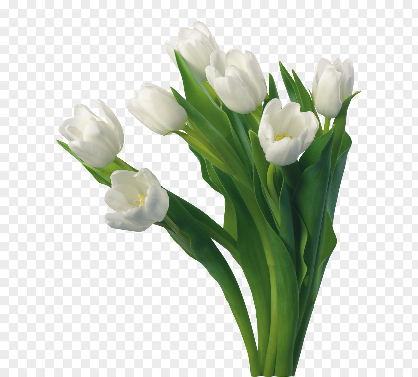 Tulip Flower Image Desktop Wallpaper Clip Art PNG