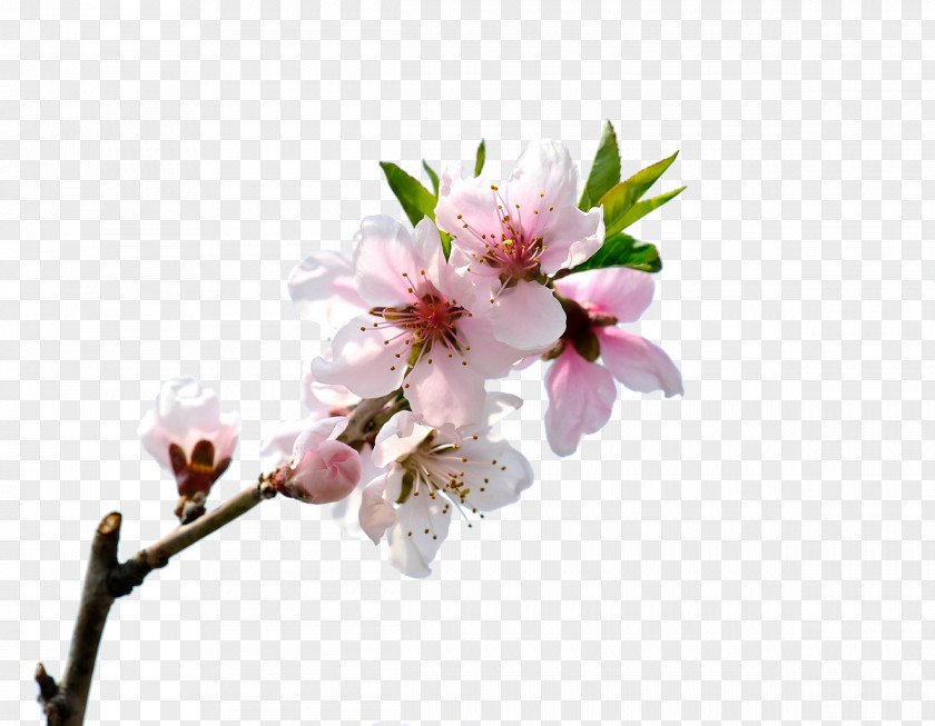 Bloom Peach Blossom PNG