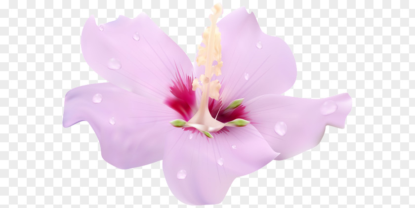 Flower Moth Orchids Hibiscus Clip Art PNG