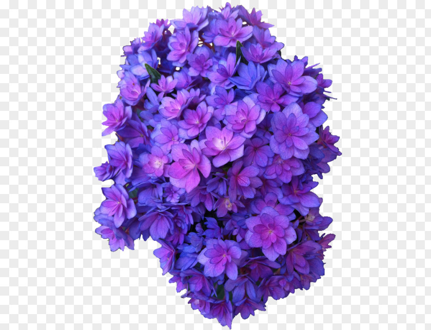 Free Purple Flower Icon Vectors Download French Hydrangea Rose Violet PNG