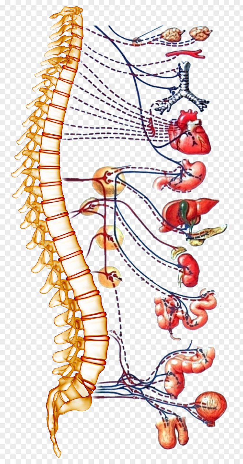 Neck Bloodstain Autonomic Nervous System Spinal Cord Human Body Vertebral Column PNG