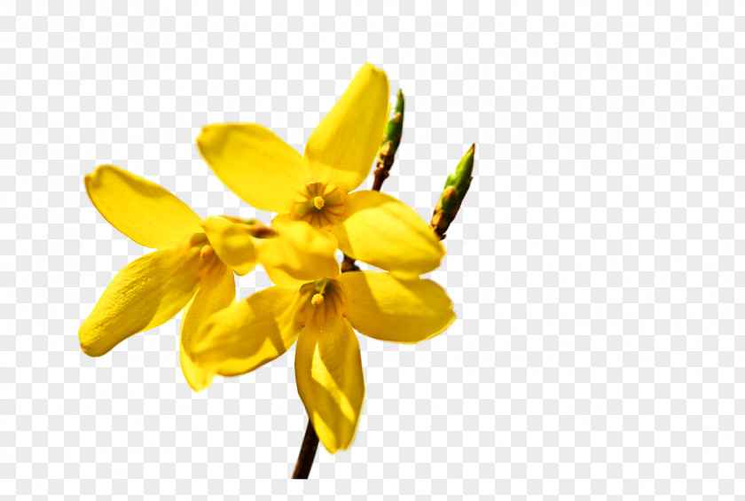 Clean Rapeseed Naver Blog Google Images PNG