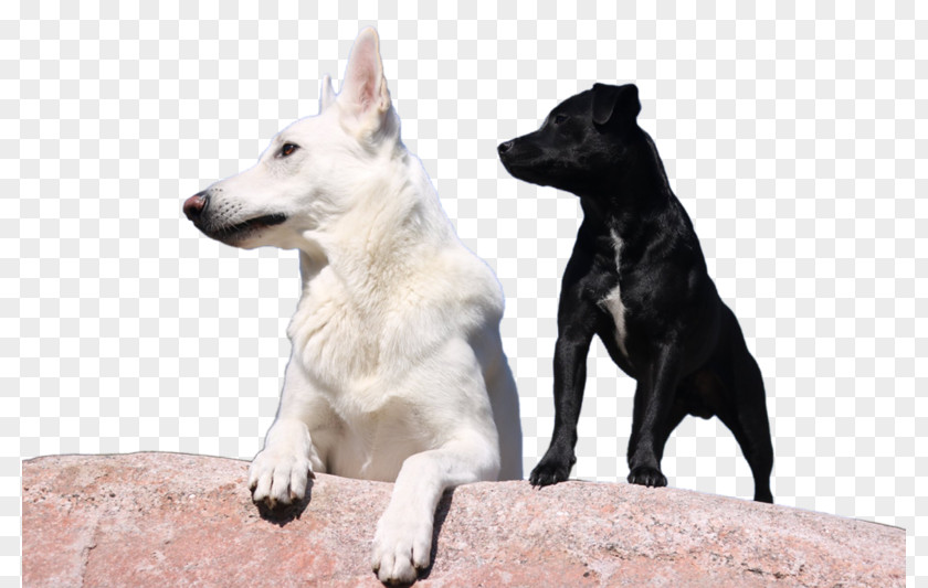 Dog Breed Canaan White Shepherd German Rare (dog) PNG