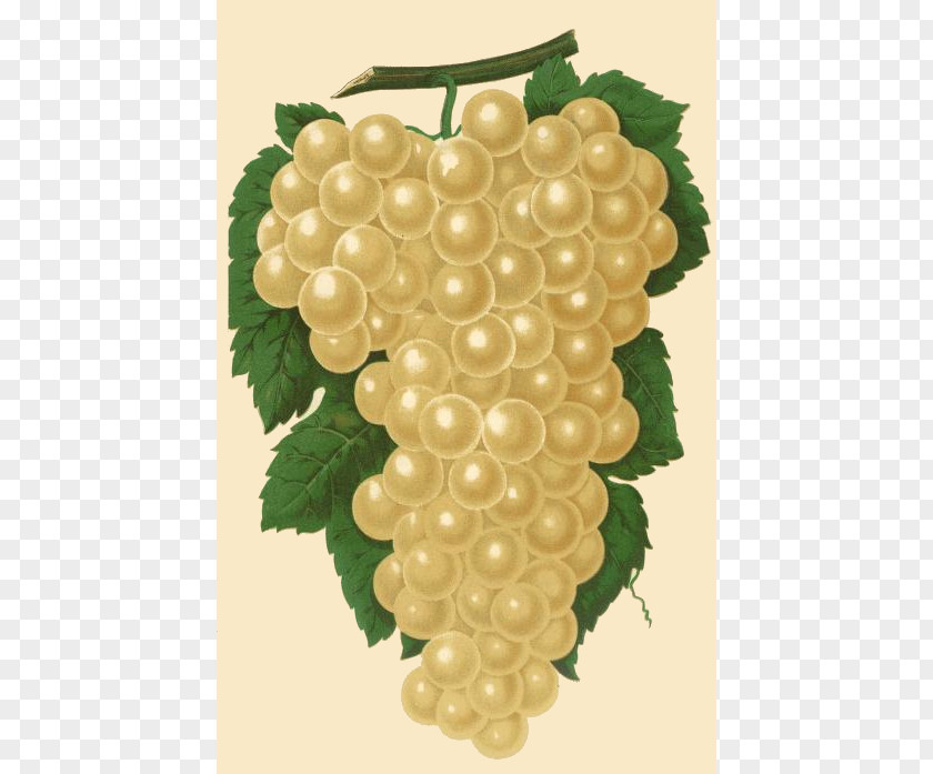 Grapes Drawing Muscat Wine Petit Manseng Grape Frutti Di Bosco PNG