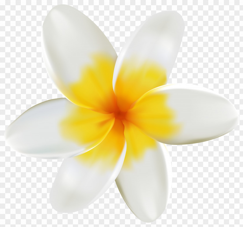 Plumeria Cliparts RELAXING Reflexology.Massage.Shiatsu Petal Flower PNG