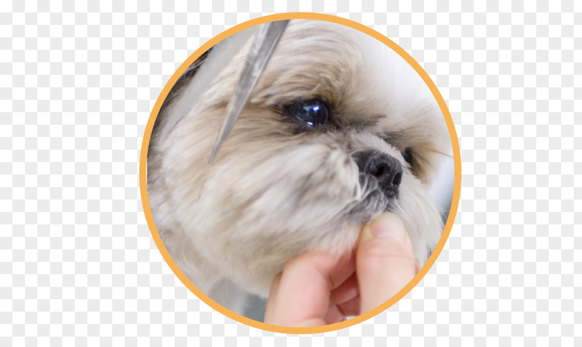 Puppy Shih Tzu Dog Breed Dogs' Avenue Companion PNG