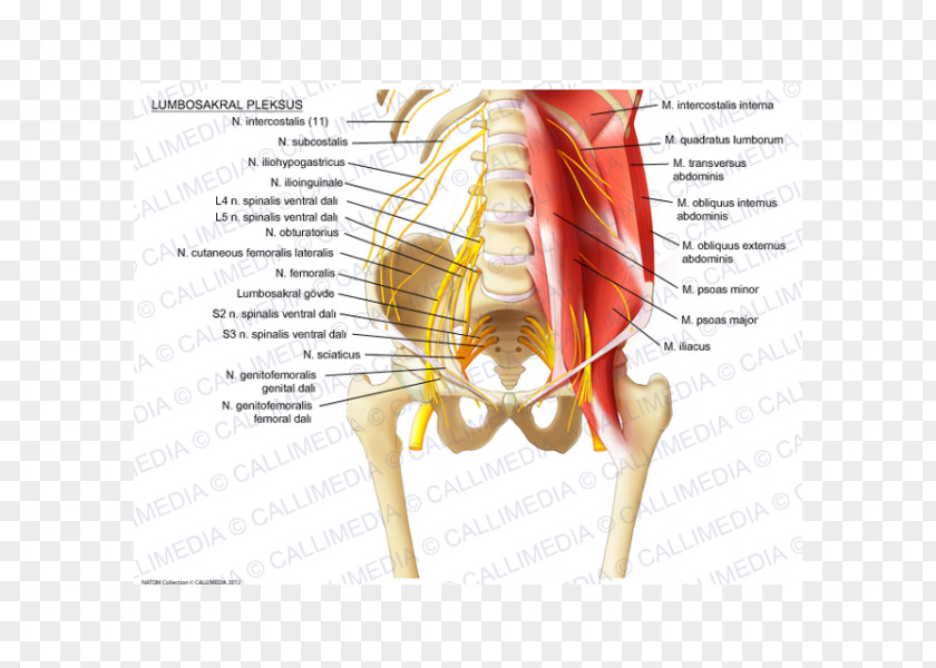 Sacral Plexus Lumbar Sacrum Iliohypogastric Nerve Ilioinguinal PNG