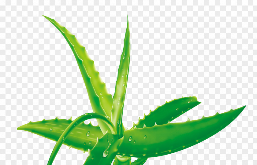 Aloe Vera Illustration PNG