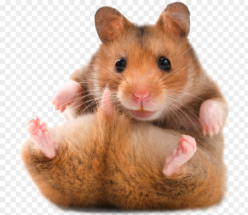 Bear Golden Hamster American Black Campbell's Dwarf Cuteness PNG