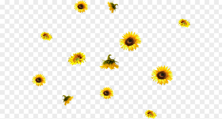 Flower Common Sunflower PhotoScape Ping PNG