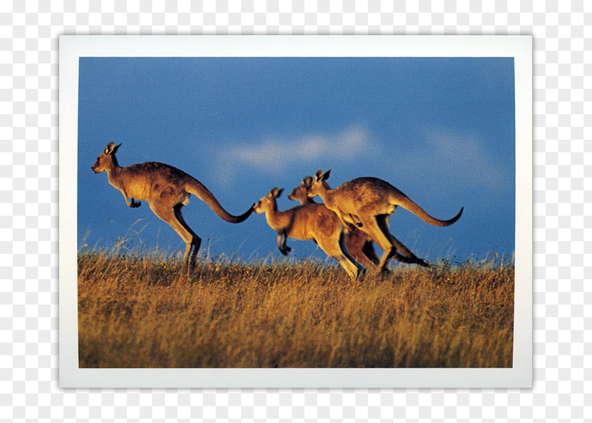 Kangaroo Paper Post Cards Fauna Of Australia Multiview PNG