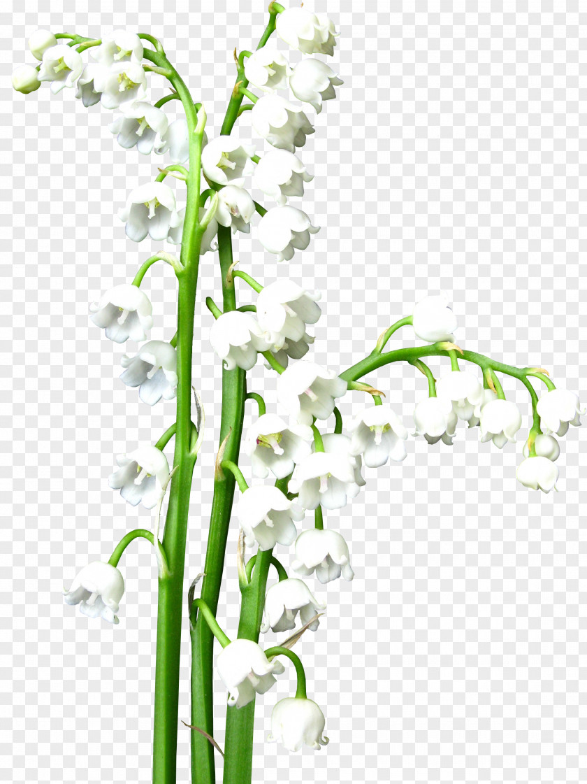 Lily Of The Valley Flower White Clip Art PNG