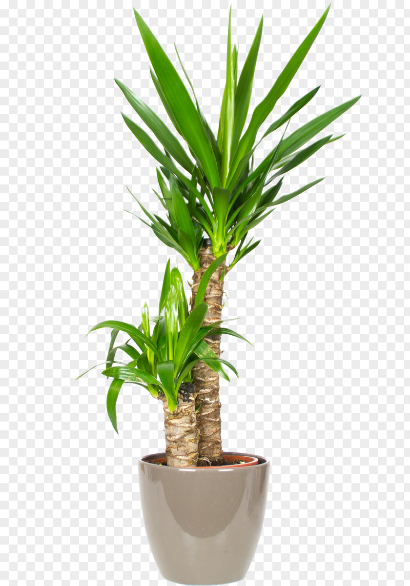 Plants Spineless Yucca Palm Trees Howea Forsteriana Houseplant Fiddle-leaf Fig PNG