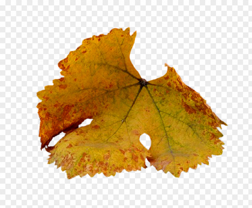 Yellow Autumn Leaves Maple Leaf PNG