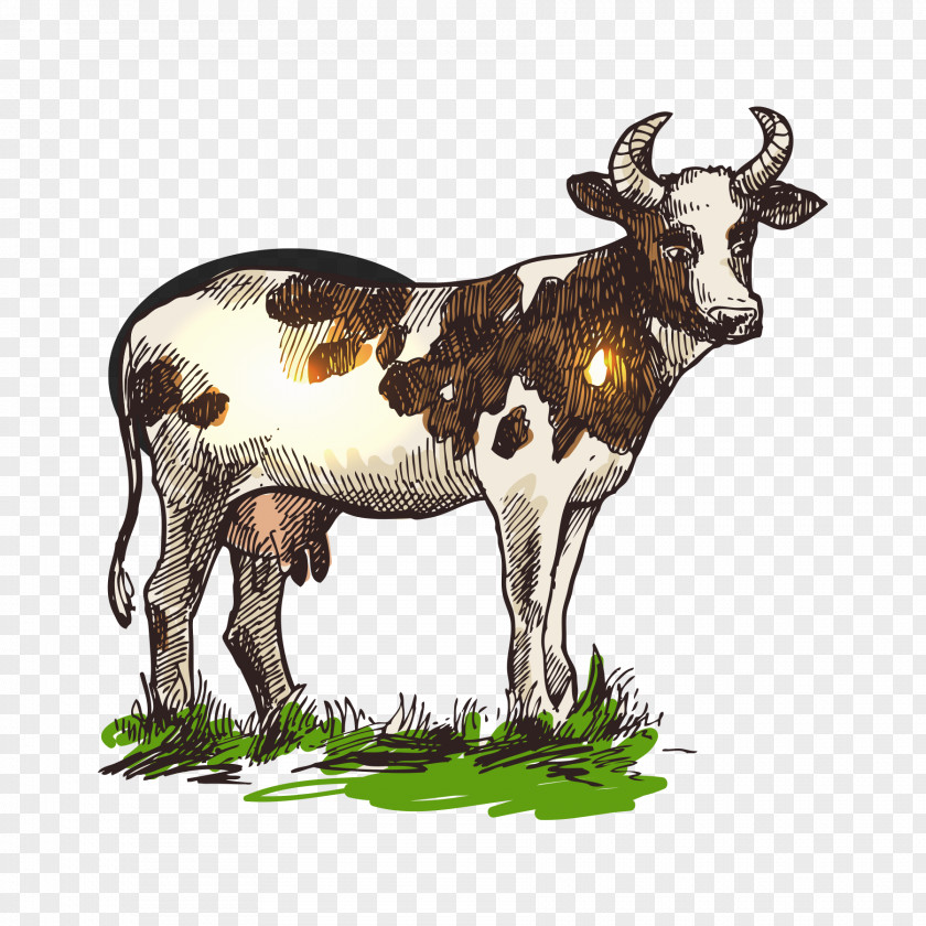 A Cow Cattle Drawing Illustration PNG