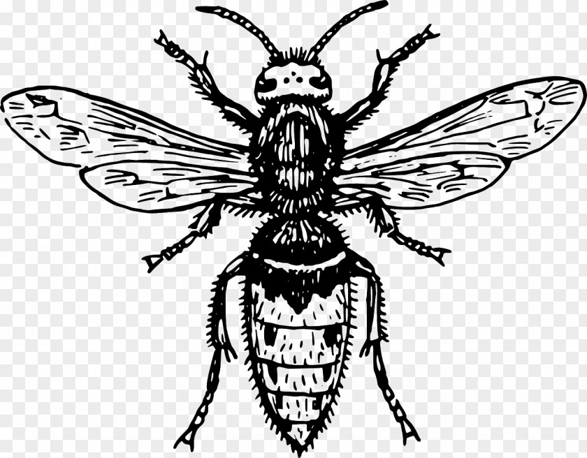 Black And White Bee Insect Clip Art PNG