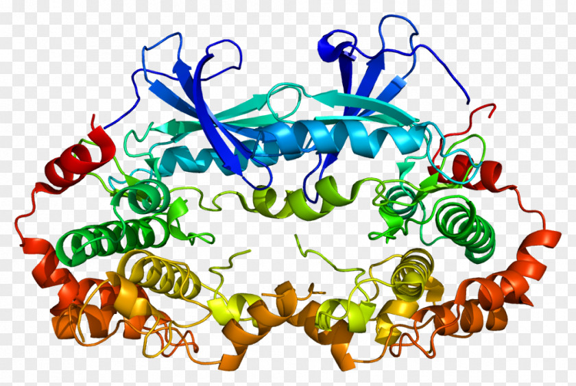 MAP2K2 Mitogen-activated Protein Kinase MAP3K1 PNG